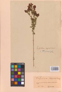 Trifolium aureum Pollich, Eastern Europe, Eastern region (E10) (Russia)