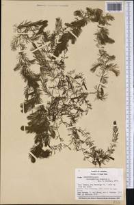 Ceratophyllum demersum L., America (AMER) (Panama)