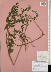 Astragalus cicer L., Eastern Europe, Central region (E4) (Russia)