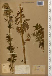 Polemonium caucasicum N. Busch, Caucasus (no precise locality) (K0)