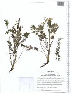 Corydalis gortschakovii Schrenk, Middle Asia, Northern & Central Tian Shan (M4) (Kyrgyzstan)
