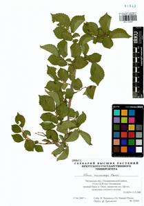 Ulmus macrocarpa Hance, Siberia, Baikal & Transbaikal region (S4) (Russia)