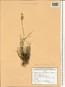 Agropyron cristatum (L.) Gaertn., Crimea (KRYM) (Russia)