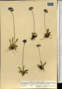 Primula algida Adams, Mongolia (MONG) (Mongolia)