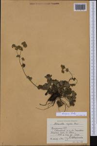 Alchemilla bombycina Rothm., Caucasus, Armenia (K5) (Armenia)