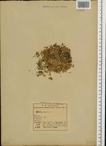 Cerastium alpinum L., Eastern Europe, Northern region (E1) (Russia)