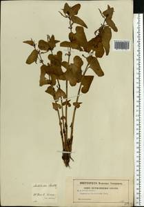 Aristolochia clematitis L., Eastern Europe, Central region (E4) (Russia)