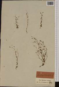 Saxifraga tridactylites L., Western Europe (EUR) (Switzerland)