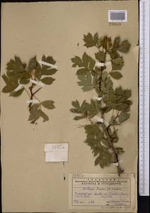 Crataegus pseudoheterophylla subsp. turkestanica (Pojark.) K. I. Chr., Middle Asia, Pamir & Pamiro-Alai (M2)