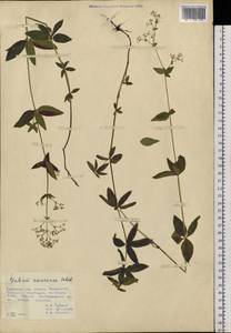 Galium amurense Pobed., Siberia, Russian Far East (S6) (Russia)