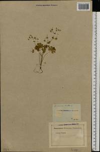 Geranium molle L., Eastern Europe, North-Western region (E2) (Russia)