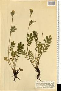 Potentilla tanacetifolia Willd. ex D. F. K. Schltdl., Mongolia (MONG) (Mongolia)