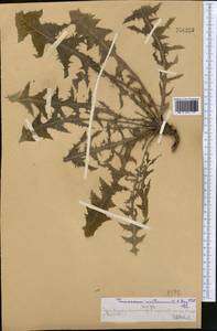 Taraxacum sonchoides (D. Don) Sch. Bip., Middle Asia, Western Tian Shan & Karatau (M3) (Kazakhstan)