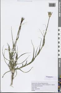 Tragopogon, Middle Asia, Northern & Central Tian Shan (M4) (Kyrgyzstan)