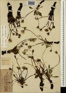 Taraxacum hybernum Stev., Crimea (KRYM) (Russia)