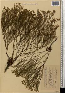 Limonium caspium (Willd.) Gams, Caucasus, Krasnodar Krai & Adygea (K1a) (Russia)