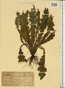 Cirsium esculentum (Siev.) C. A. Mey., Eastern Europe, Middle Volga region (E8) (Russia)