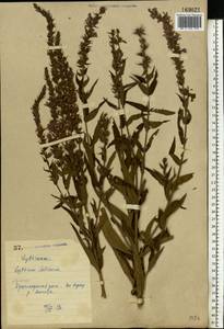 Lythrum salicaria L., Eastern Europe, North Ukrainian region (E11) (Ukraine)