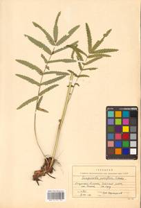 Poterium tenuifolium var. alba (Trautv. & C. A. Mey.), Siberia, Russian Far East (S6) (Russia)