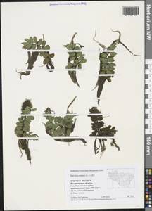 Salvinia natans (L.) All., Eastern Europe, Central region (E4) (Russia)