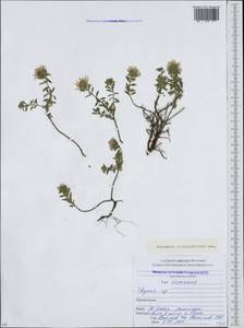 Ziziphora clinopodioides Lam., Caucasus, South Ossetia (K4b) (South Ossetia)