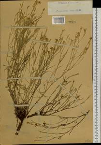 Dianthus ramosissimus Pall. ex Poir., Siberia, Western (Kazakhstan) Altai Mountains (S2a) (Kazakhstan)