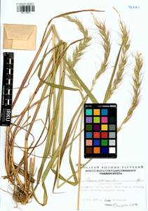 Elymus sibiricus L., Siberia, Baikal & Transbaikal region (S4) (Russia)