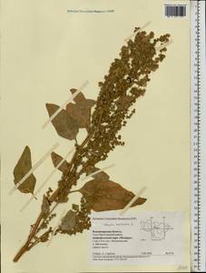 Atriplex hortensis L., Eastern Europe, Central region (E4) (Russia)