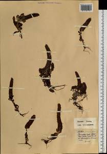 Orostachys spinosa (L.) Mey. ex A. Berger, Siberia, Russian Far East (S6) (Russia)