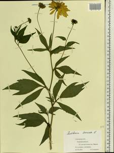 Rudbeckia laciniata L., Eastern Europe, Central forest-and-steppe region (E6) (Russia)