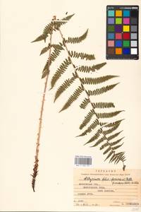Athyrium filix-femina, Eastern Europe, Moscow region (E4a) (Russia)