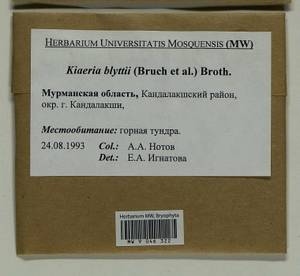 Arctoa blyttii (Bruch & Schimp.) Loeske, Bryophytes, Bryophytes - Karelia, Leningrad & Murmansk Oblasts (B4) (Russia)