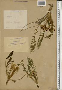 Astragalus wolgensis Bunge, Eastern Europe, Eastern region (E10) (Russia)