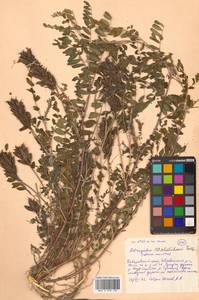 Astragalus schelichowii Turcz., Siberia, Russian Far East (S6) (Russia)