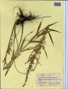 Lythrum virgatum L., Middle Asia, Northern & Central Kazakhstan (M10) (Kazakhstan)