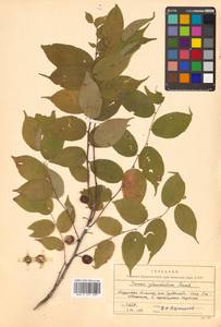 Prunus glandulosa Thunb., Siberia, Russian Far East (S6) (Russia)