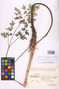 Xanthoselinum alsaticum (L.) Schur, Eastern Europe, South Ukrainian region (E12) (Ukraine)