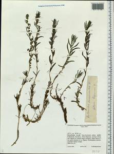 Artemisia dracunculus L., Siberia, Altai & Sayany Mountains (S2) (Russia)