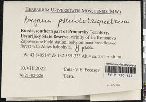 Ptychostomum pseudotriquetrum (Hedw.) J.R. Spence & H.P. Ramsay, Bryophytes, Bryophytes - Russian Far East (excl. Chukotka & Kamchatka) (B20) (Russia)