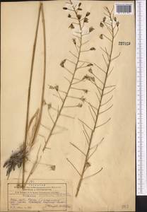 Eremurus soogdianus (Regel) Benth. & Hook.f., Middle Asia, Pamir & Pamiro-Alai (M2) (Tajikistan)