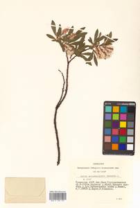 Salix saposhnikovii A. K. Skvortsov, Siberia, Altai & Sayany Mountains (S2) (Russia)