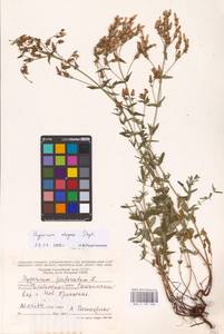 Hypericum elegans Steph. ex Willd., Eastern Europe, Eastern region (E10) (Russia)