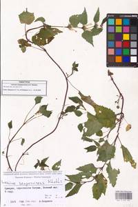 Lamium album subsp. album, Caucasus, Georgia (K4) (Georgia)