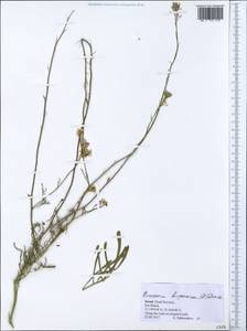Erucaria hispanica (L.) Druce, South Asia, South Asia (Asia outside ex-Soviet states and Mongolia) (ASIA) (Israel)
