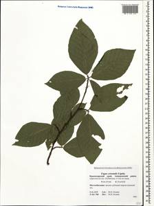 Fagus orientalis Lipsky, Caucasus, Krasnodar Krai & Adygea (K1a) (Russia)