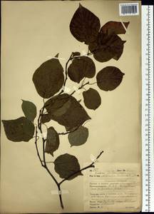 Actinidia arguta (Siebold & Zucc.) Planch. ex Miq., Siberia, Russian Far East (S6) (Russia)