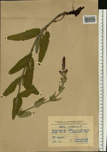 Salvia nemorosa subsp. pseudosylvestris (Stapf) Bornm., Eastern Europe, Lower Volga region (E9) (Russia)
