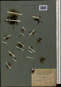 Androsace villosa L., Caucasus, Azerbaijan (K6) (Azerbaijan)