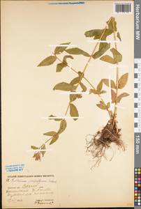 Epilobium parviflorum Schreb., Eastern Europe, Western region (E3) (Russia)