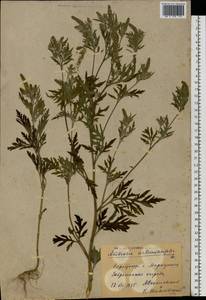 Ambrosia artemisiifolia L., Eastern Europe, South Ukrainian region (E12) (Ukraine)